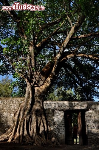Immagine Sicomoro ai Bagni di Fasilide, Gondar