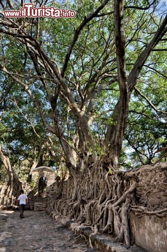 Immagine Sicomoro alla Piscina Fasilide di Gondar