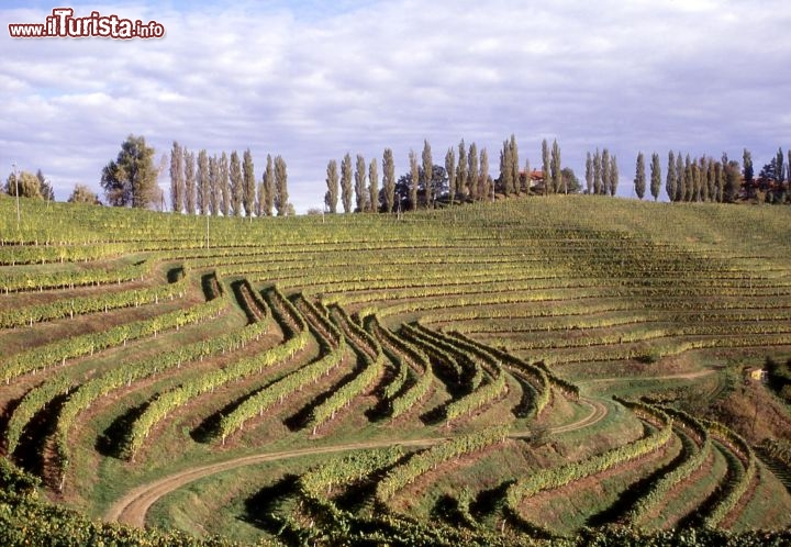 Immagine Slovenia, Radenci: una splendida veduta dei vigneti Jeruzalem - Foto di Giulio Badini