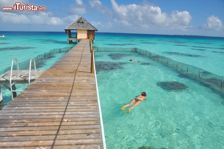 Immagine Snorkeling a Fakarava nel lagunarium della Pensione Havaiki