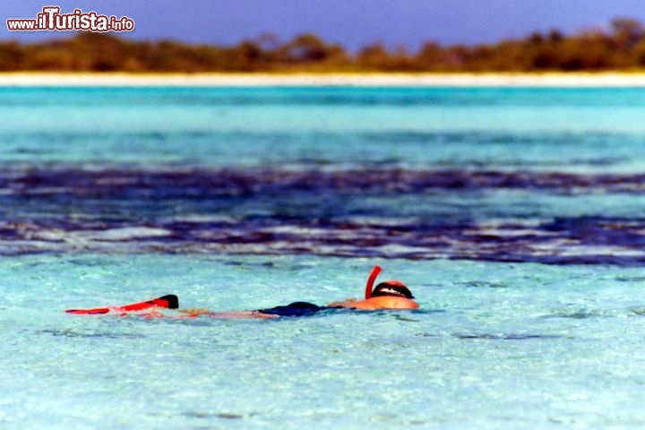 Immagine Snorkeling all'arcipelago di Los Roques ai Caraibi, in Venezuela. Le isole  vantano una barriera corallina tra le più pure e spettacolari del mondo, con grande varietà di pesci e coralli. Anche il birdwatching è una attività tipica di queste isole - © Celso Diniz / Shutterstock.com