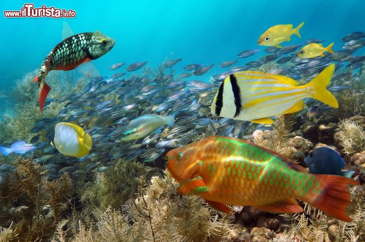Immagine Snorkeling e immersioni nella barriera corallina di Aruba ai caraibi - © Vilainecrevetter / Shutterstock.com