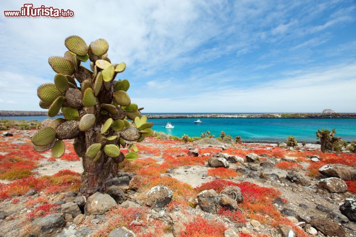 Immagine E' un'esplosione di colori l'isola di South Plaza dove l'azzurro delle acque del Pacifico si mescola con il verde della vegetazione e il rosso accesso creato dalla fioritura delle piante di Sesevium che sembrano ricoprire di un soffice tappeto la superficie delle colate laviche - © BlueOrange Studio / Shutterstock.com