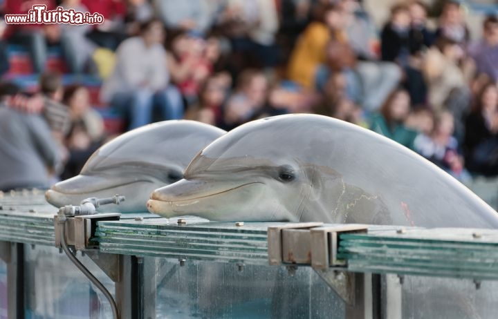 Immagine Il celebre spettacolo dei delfini allo zoo di Lisbona - foto © Vadim Petrakov / Shutterstock.com
