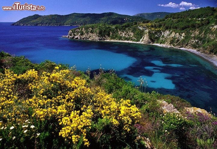 Immagine Una fotografia dall'alto di spiaggia Acquarilli, una delle più belle e tranquille sull'Isola d'Elba - © Roberto Ridi