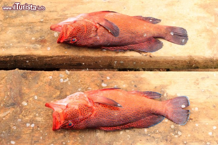 Immagine Sulla spiaggia di Santa Maria, sull'Ilha do Sal, è facile trovare pesce fresco appena pescato dai pescatori sull'arcipelago di Capo Verde - © Michel Borges / Shutterstock.com