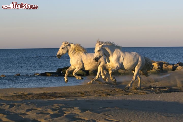 Immagine Spiaggia della Camargue con cavalli al galoppo - © Jeanne Provost / Shutterstock.com