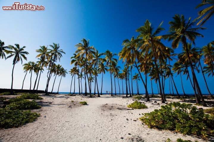 Immagine La spiaggia di Kealakekua, lungo la costa occidentale dell'Isola di Hawaii, è una distesa di sabbia bianca, vegetazione tropicale e palme dal fusto sottile agitate dal vento. Non vi resta che decidere come vivere il mare hawaiano: surf, snorkeling o passeggiate sotto il sole? - © Tor Johnson / www.hvcb.org