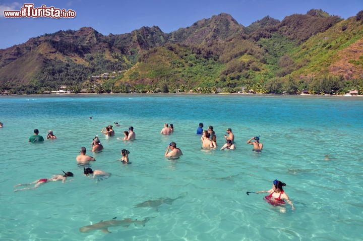 Immagine Squali laguna moorea tour in barca Polinesia