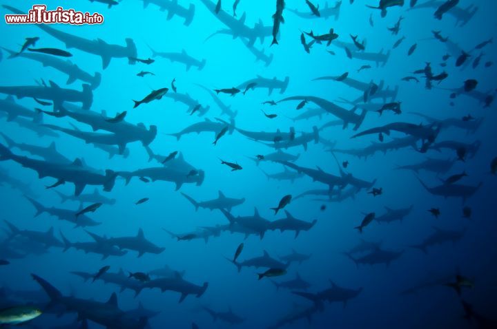 Immagine Squali martello fotografati durante un'immersione alle Isole Galapagos. Chiamati così per via della protuberanza ai lati della testa a forma di martello, questi grossi pesci d'acqua marina hanno gli occhi alle estremità dell'estensione disponendo così di una vista a 360 gradi. Sono predatori aggressivi che si nutrono di razze, altri squali e crostacei e che vivono in acque tiepide lungo le coste e sulla piattaforma continentale - © Brandelet / Shutterstock.com