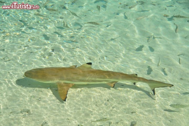 Immagine Squalo a riva vicino al Pass di Tumakohua a Fakarava