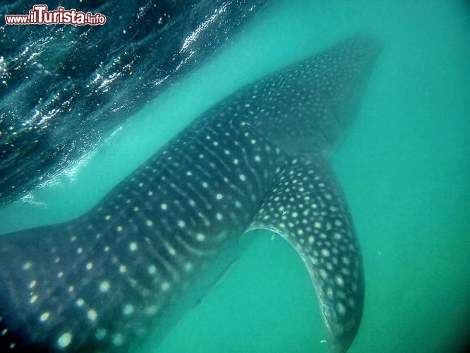 Immagine Squalo balena fotografato immersione isola Mafia Tanzania - © Kjersti Joergensen / Shutterstock.com