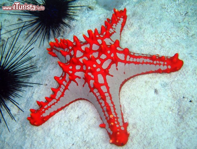 Immagine Stella Marina lungo la spiaggia di Nungwi: ci troviamo sull'isola di Zanzibar in Tanzania, e più esattamente sulla punta settentrionale dell'isola di Unguja. I fondali sabbiosi di Zanzibar, uniti ad ampi tratti di barriera corallina, consentono affascinanti battute di snorkeling, oppure immersioni subacque di elevato livello, per i più esperti - © Andaman / Shutterstock.com