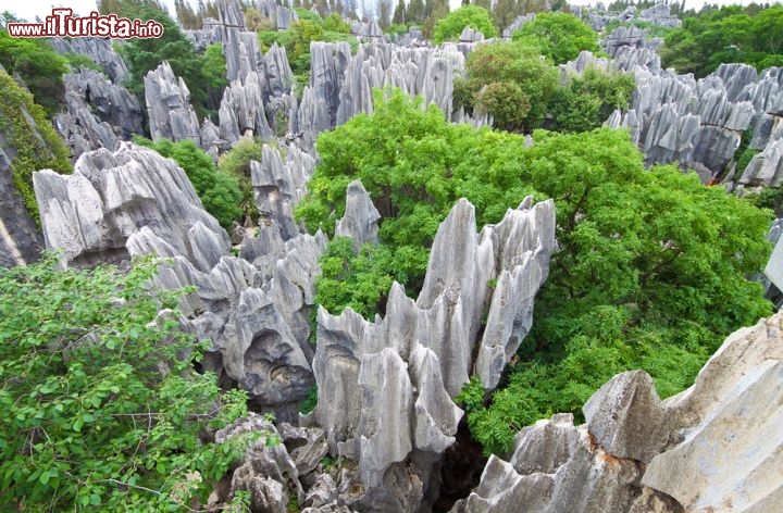 Immagine La famosa Lizijing Stone Forest di Kunming: la particolare foresta di pietra del sud della Cina - © Calvin Chan / Shutterstock.com