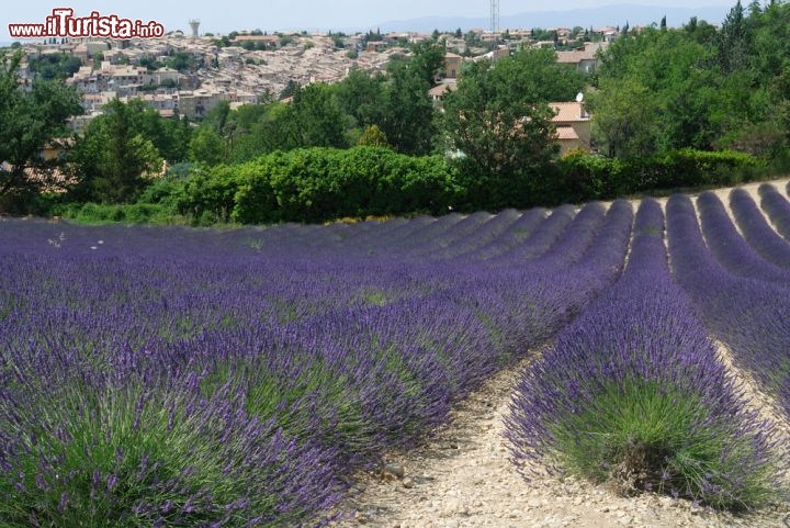 Immagine La celebre Strada della Lavanda: ci troviamo a ridosso di Valensole, il borgo ridente della Provanza in Francia - © Claudio Giovanni Colombo
/ Shutterstock.com