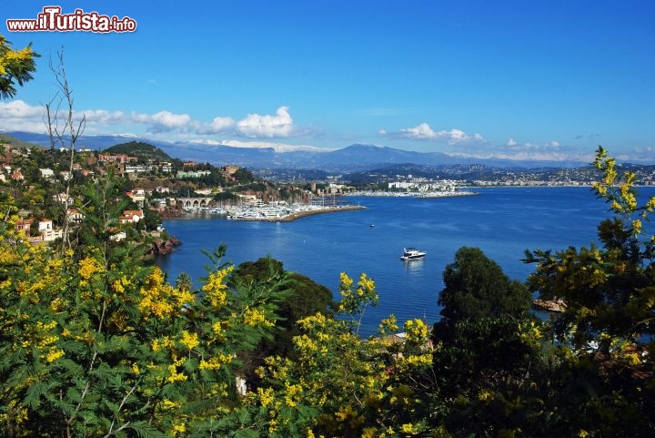 Immagine Lungo la Route du Mimosa (Strada della Mimosa) a Mandelieu-la-Napoule in Costa Azzurra, Francia - Cortesia foto: Mandelieu-La Napoule Tourisme