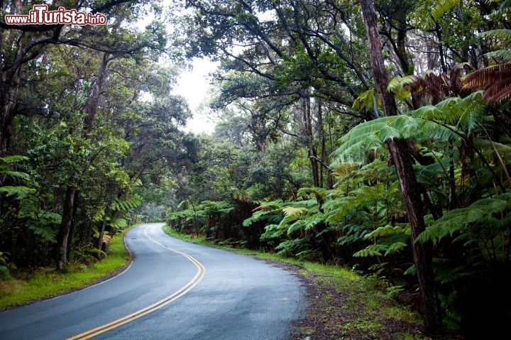 Immagine Il Parco Nazionale dei Vulcani delle Hawaii, che occupa 1348 kmq del famoso arcipelago, non è solo roccia vulcanica, lava e paesaggi lunari, ma anche fitta vegetazione tropicale come quella che avvolge questa strada. La riserva, inaugurata nel 1916, è frutto di millenni di attività vulcanica e spazia tra diversi habitat, tutti perfetti per l'escursionismo e il campeggio  - © Tor Johnson / www.hvcb.org