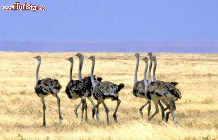 Immagine Struzzi nella savana della Tanzania - Foto di Giulio Badini