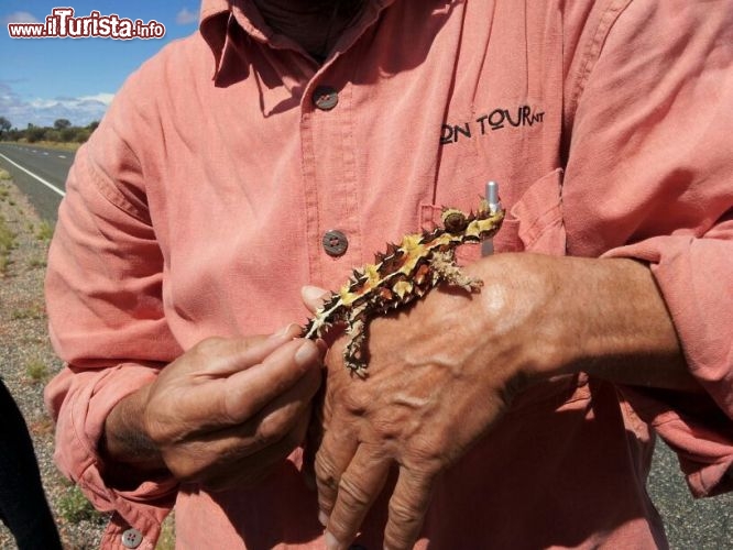 Immagine Sulla strada per Uluru Ayers Rock la guida ci mostra un Thorny Devil, ovvero il Diavolo Spinoso dell'Australia!