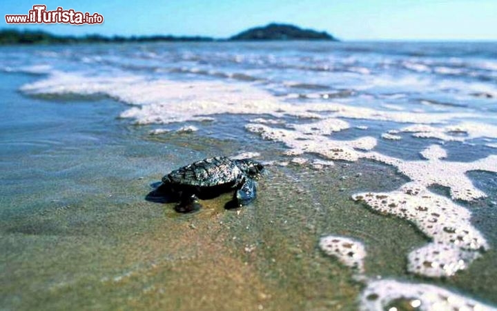 Immagine Tartaruga Guyana Francese: il primo tuffo in mare - Copiright Ufficio Turismo Guyane