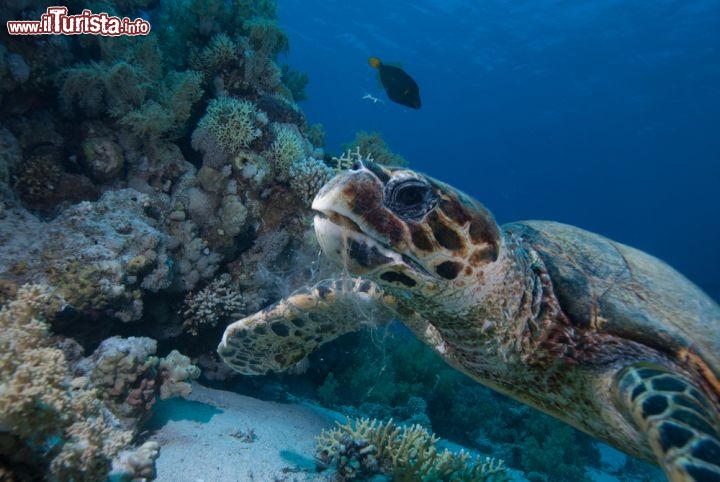 Immagine Tartaruga di ,are presso il Ras Mohamed National Park. Ci troviamo nel Mar Rosso settentrionale, in  Egitto, sulla punta sud della Penisola del Sinai - © Mark Doherty / Shutterstock.com