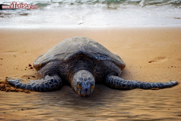 Immagine Tartaruga di mare su di una spiaggia di Oahu. Il grande rettile al tramonto si avventura sulla spiaggia per deporre le uova. Le isole Hawaii hanno alcune spiagge protette dove le gradi taetarughe possono riprodursi in tranquillità  - © Chris Driscoll / Shutterstock.com