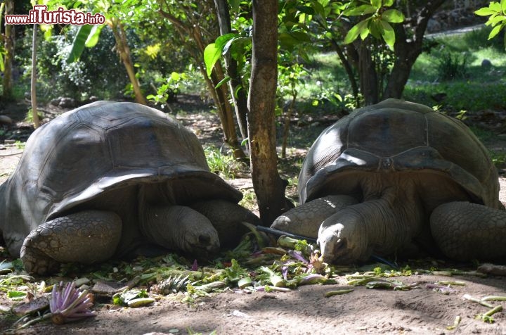 Immagine Tartarughe giganti a Necker Island, Isole Vergini Britanniche - © Guendalina Buzzanca / thegtraveller.com