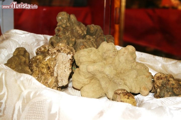 Immagine Tartufo bianco alla Fiera di Alba, Piemonte, Italia - © AMSimo / Shutterstock.com