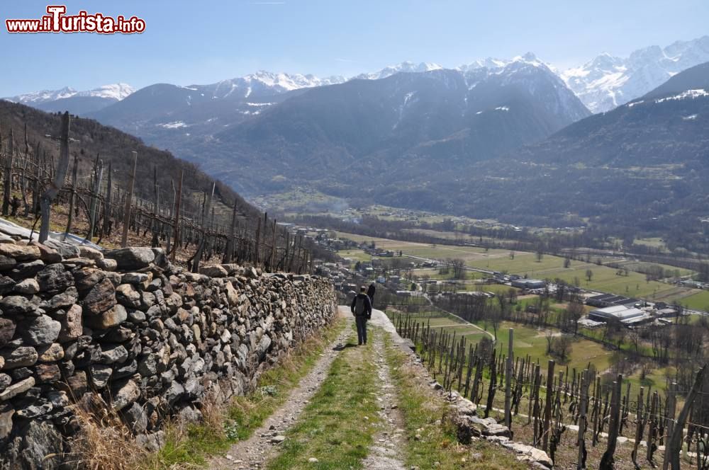 Immagine Terrazzamenti dei vigneti di Chiuro, siamo nella media Valtellina in Lombardia