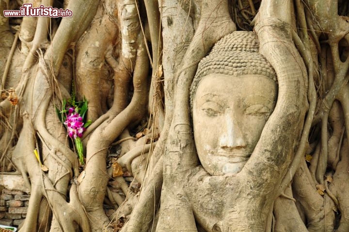 Immagine La Testa del Budda di arenaria si trova a Ayutthaya in Thailandia - © kowit sitthi / Shutterstock.com