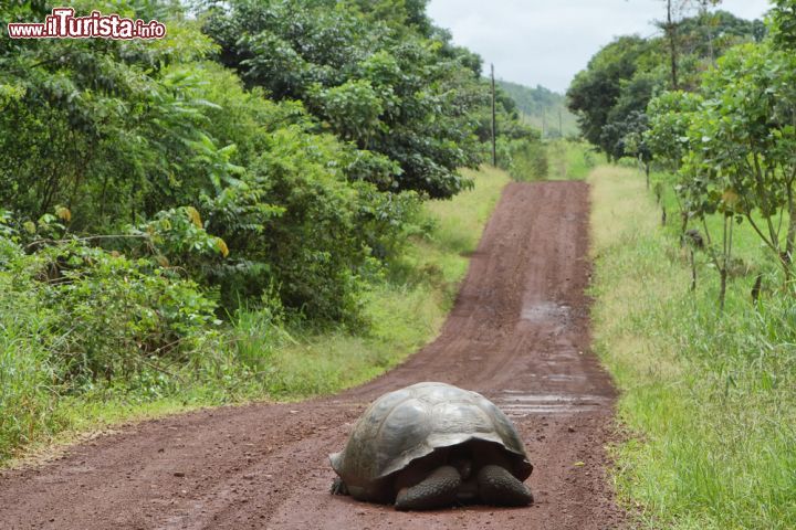 Immagine La simpatica immagine di una testuggine fotografata mentre percorre un sentiero a Santa Cruz alle Galapagos. Le zone collinari di quest'isola dell'Ecuador possiedono una vegetazione particolarmente lussureggiante che consente loro di vivere in un habitat perfettamente naturale - © Marisa Estivill / Shutterstock.com