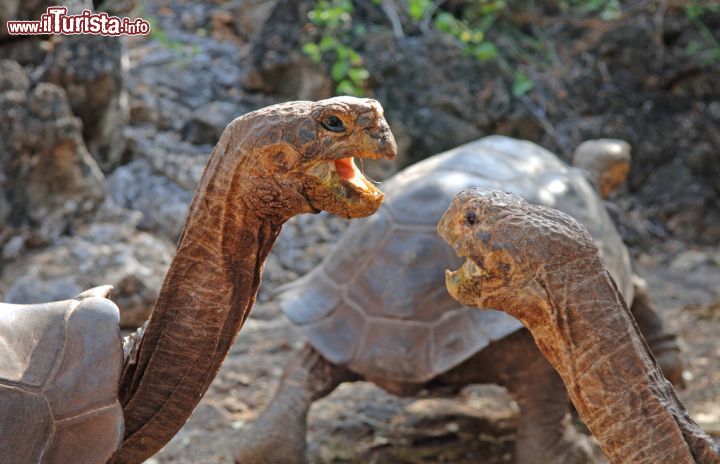 Immagine Testuggini durante un rituale di pre accoppiamento alle Isole Galapagos. Quello che si verifica fra il maschio e la femmina di questa specie animale, che sia acquatica o terrestre, è un complesso corteggiamento che porta l'esemplare maschio a inseguire la sua futura compagna che colpisce ripetutamente con il carapace e ritraendo la testa - © robert cicchetti / Shutterstock.com