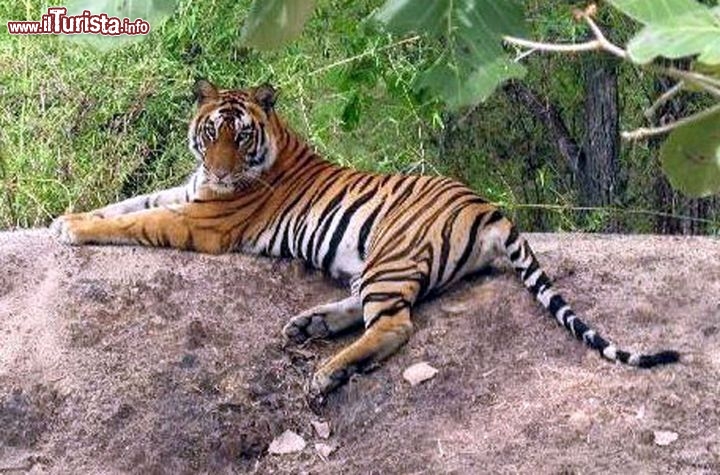 Immagine Tigre nel Madhya Pradesh India - Foto di Giulio Badini