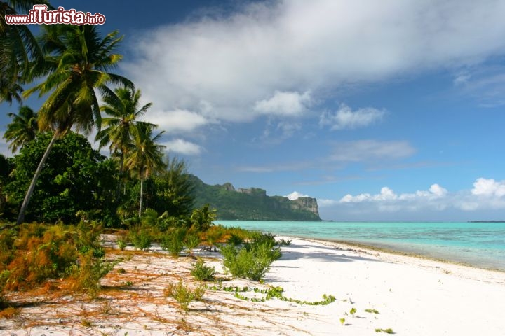 Immagine Sull'isola di Maupiti, nella Polinesia Francese, non è raro vedere scenari da cartolina: le tipiche spiagge bianche, le tipiche palme, il tipico mare azzurro... a cui vanno aggiunti, però, i profumi dell'arcipelago tropicale, il tepore del sole e la carezza della brezza sulla pelle, che si possono assaporare solo dal vivo, passeggiando in riva alla laguna - © Piotr Gatlik / Shutterstock.com