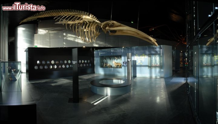 Immagine Tolosa, il Museo di Storia Naturale - © Museum de Toulouse - Frédéric Ripoll