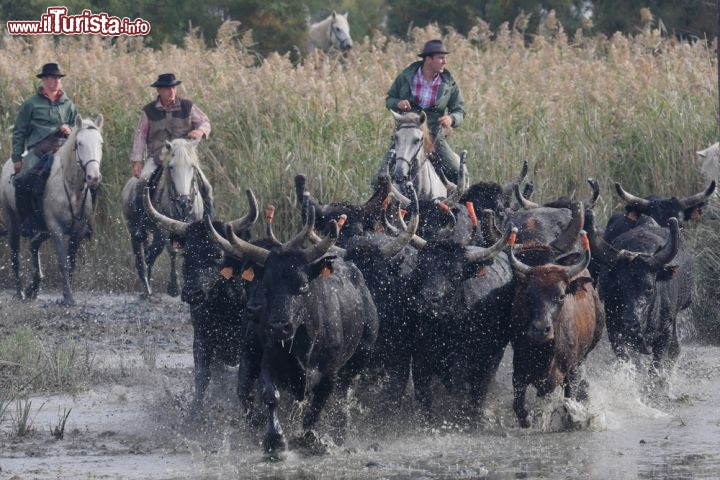 Immagine Tori della Camargue nella regione di Aigues Mortes, Provenza - La vasta pianura alluvionale del delta del Rodano si estende per circa 85 mila ettari a est di Aigues Mortes ed è compresa fra i due bracci navigabili del fiume (Petit Rhone e Grand Rhone) e il mare. Dal 1970 è un parco naturale regionale. Importante riserva zoologica e botanica, ha flora e fauna fra le più interessanti della Francia fra cui grandi allevamenti di tori e bellissimi cavalli bianchi sorvegliati dai tradizionali gardians anch'essi a cavallo © Pierre-Jean Durieu / Shutterstock.com