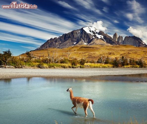 Immagine Torres del Paine, Cile: un guanaco attraversa il fiume con sullo sfondo il Massiccio del Paine, incorniciato dal magico cielo della Patagonia cilena - © Pichugin Dmitry / Shutterstock.com