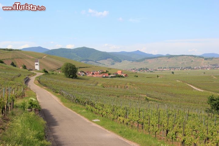 Immagine Strada del vino in Alsazia, Francia - E' conosciuta e apprezzata in tutto il mondo per la sua bellezza, soprattutto nei mesi primaverili e autunnali, e per gli ottimi vini prodotti. Da nord a sud dell'Alsazia appassionati e intenditori di questa bevanda potranno farsi inebriare dai mille aromi che scaturiscono dalle botti delle tante cantine che si incontrano lungo questa strada © LENS-68 / Shutterstock.com