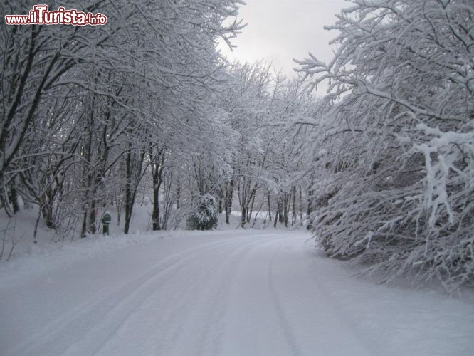 Immagine Il paesaggio incantato durante una passeggiata tra i boschi del Monte Floyen a Bergen (Norvegia).