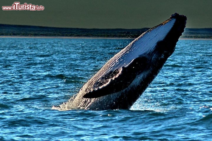 Immagine Tramonto Exmouth Megattera whale Watching