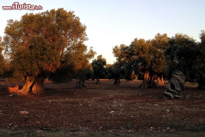Immagine Tramonto tra filari di ulivi a Porto Cesareo, città costiera del Salento ionico