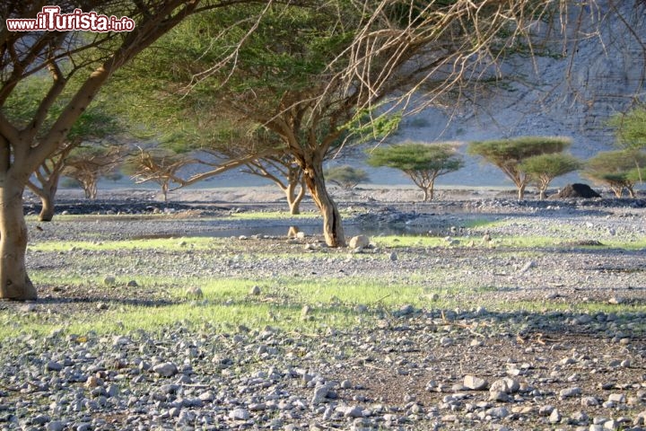 Immagine Il letto asciutto di uno uadi in Oman. Siamo nella penisola di Musandam, e le tipiche acacie ci segnalano la presenza di acqua nel terreno, rimasta dopo il breve periodo di piogge monsoniche che possono toccare marginalmente la parte meridionale della penisola arabica - © Turki Al-Qusaimi / Shutterstock.com