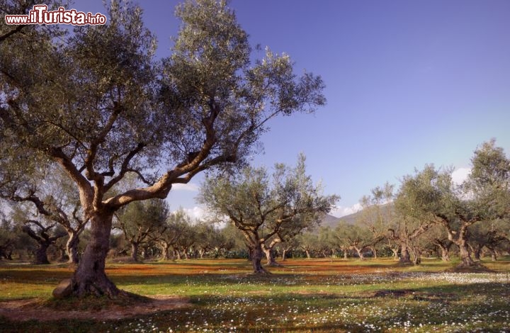 Immagine Gli ulivi di Kalamata, Grecia - Da sempre fertile e molto produttiva, la regione della Messinia, che ospita la città di Kalamata, è famosa in tutto il mondo per la sua produzione di olive, di olio e di tutti i prodotti derivati. Fichi, uva, vino, aceto balsamico oltre a miele e agrumi sono altrettanto preziosi per la produzione di questa città del Peloponneseo dove il settore agricolo costituisce il fattore economico più importante © Andreas G. Karelias / Shutterstock.com