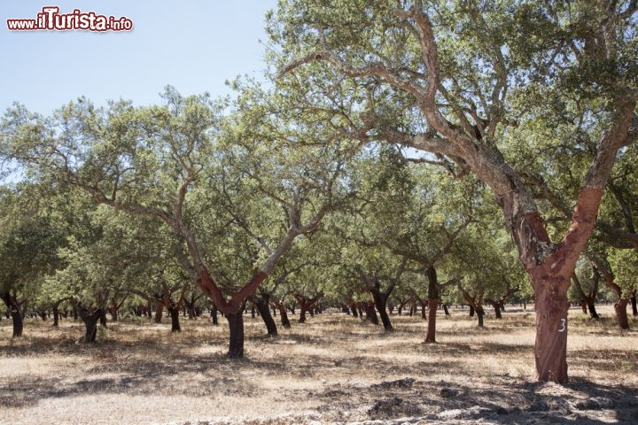 Immagine Ulivi a Comporta in Portogallo. Crescono rigoglio si sul terreno sabbioso dell'Alentejo