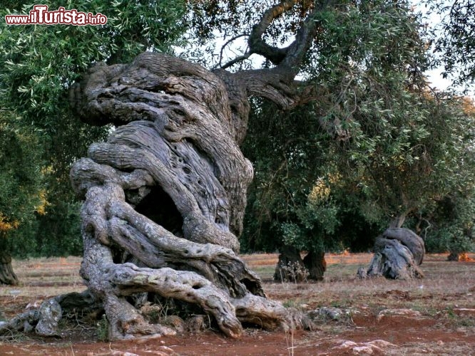 Immagine Ulivi contorti nelle campagne intorno a Porto Cesareo in Puglia