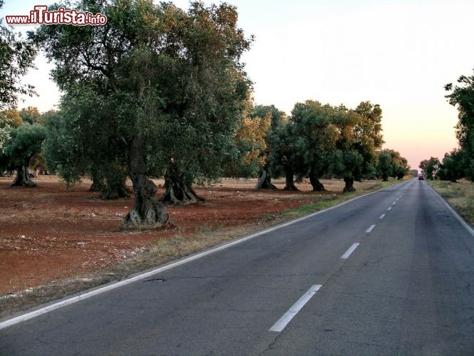 Immagine Ulivi lungo la strada che da Salice Salentino conduce a Porto Cesareo in Salento (Puglia)