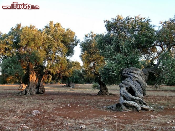 Immagine Ulivi secolari nelle campagne di Porto Cesareo in Puglia