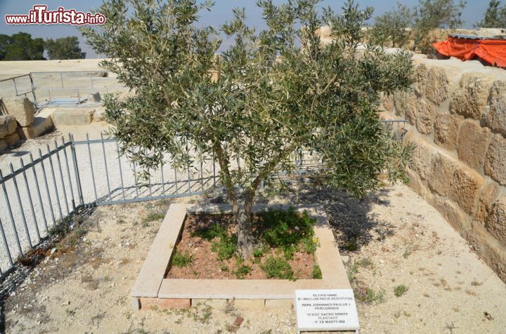 Immagine L'Ulivo sul Monte Nebo venne piantato dal papa Giovanni Paolo II durante la sua visita in Giordania