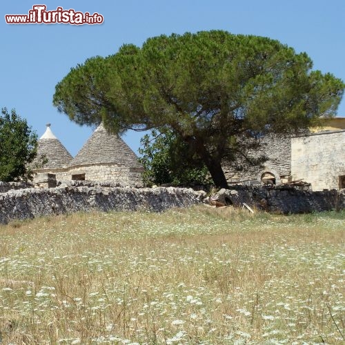 Immagine Ulivo con trulli inValle d Itria vicino Alberobello Puglia - © Malgorzata Kistryn / Shutterstock.com