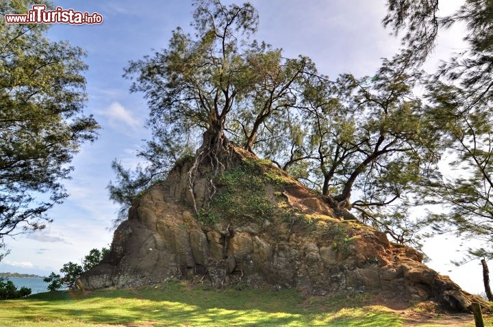 Immagine Un Iron tree (albero di ferro) sulla costa nord di Tahiti
